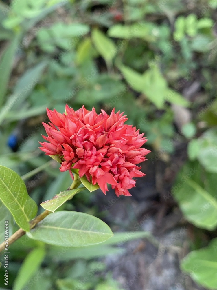 red ixora flower in nature garden