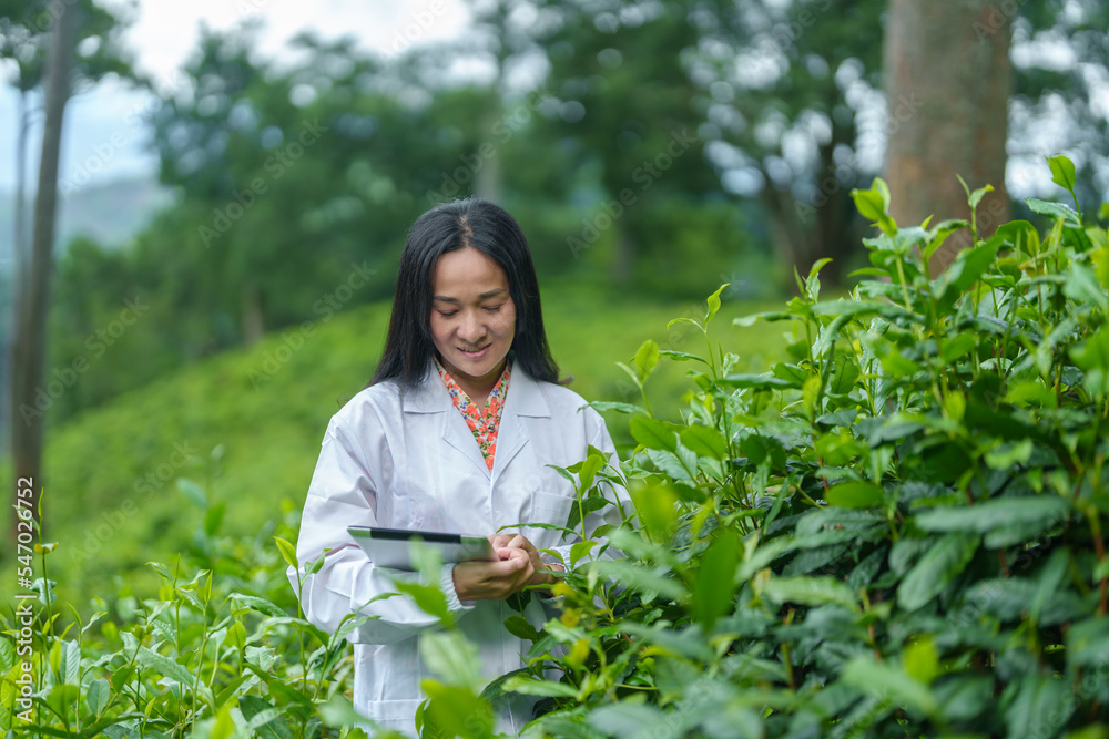 Researchers are checking the quality of tea leaves in tea plantations.Hand and tea leaves, soft tops of tea leaves ,Researcher hands on plants have tea leaves at hand and work files to check for work.