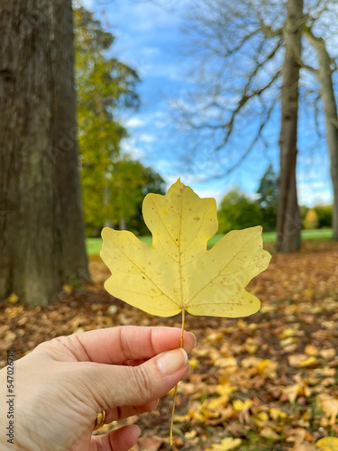 Holding a dry tree leaf