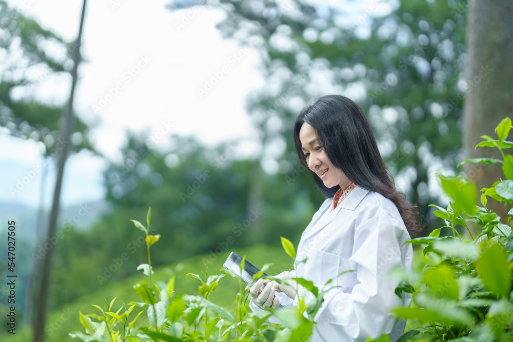 Researchers are checking the quality of tea leaves in tea plantations.Hand and tea leaves, soft tops of tea leaves ,Researcher hands on plants have tea leaves at hand and work files to check for work. Researchers are checking the quality of tea leaves in tea plantations.Hand and tea leaves, soft tops of tea leaves ,Researcher hands on plants have tea leaves at hand and work files to check for work.