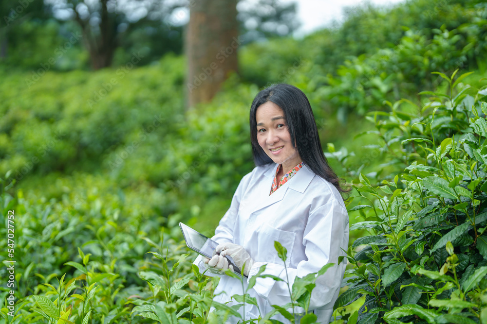 Researchers are checking the quality of tea leaves in tea plantations.Hand and tea leaves, soft tops of tea leaves ,Researcher hands on plants have tea leaves at hand and work files to check for work. Researchers are checking the quality of tea leaves in tea plantations.Hand and tea leaves, soft tops of tea leaves ,Researcher hands on plants have tea leaves at hand and work files to check for work.