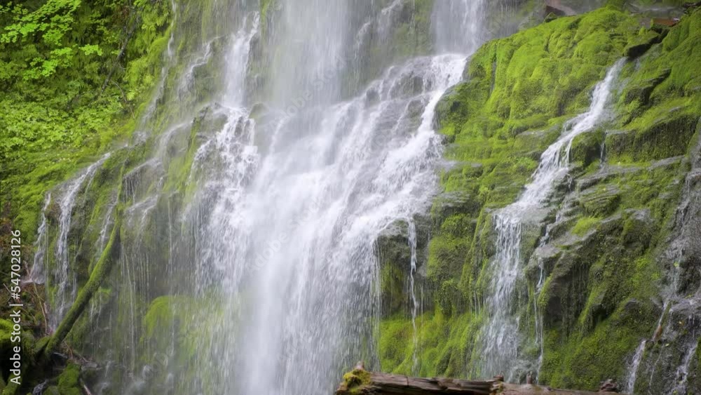 The lush forest and moss at Proxy Falls in Oregon, USA. The lush forest and moss at Proxy Falls in Oregon, USA.