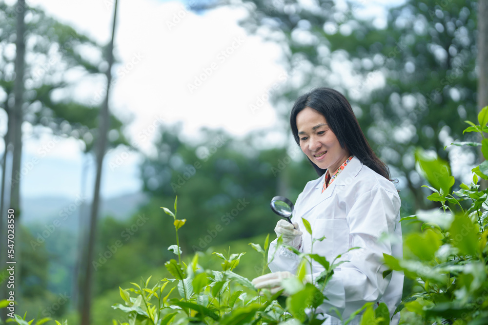Researchers are checking the quality of tea leaves in tea plantations.Hand and tea leaves, soft tops of tea leaves ,Researcher hands on plants have tea leaves at hand and work files to check for work. Researchers are checking the quality of tea leaves in tea plantations.Hand and tea leaves, soft tops of tea leaves ,Researcher hands on plants have tea leaves at hand and work files to check for work.