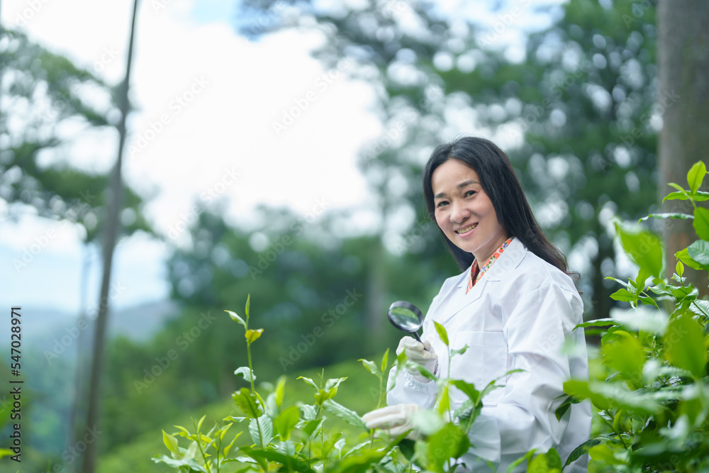 Researchers are checking the quality of tea leaves in tea plantations.Hand and tea leaves, soft tops of tea leaves ,Researcher hands on plants have tea leaves at hand and work files to check for work. Researchers are checking the quality of tea leaves in tea plantations.Hand and tea leaves, soft tops of tea leaves ,Researcher hands on plants have tea leaves at hand and work files to check for work.