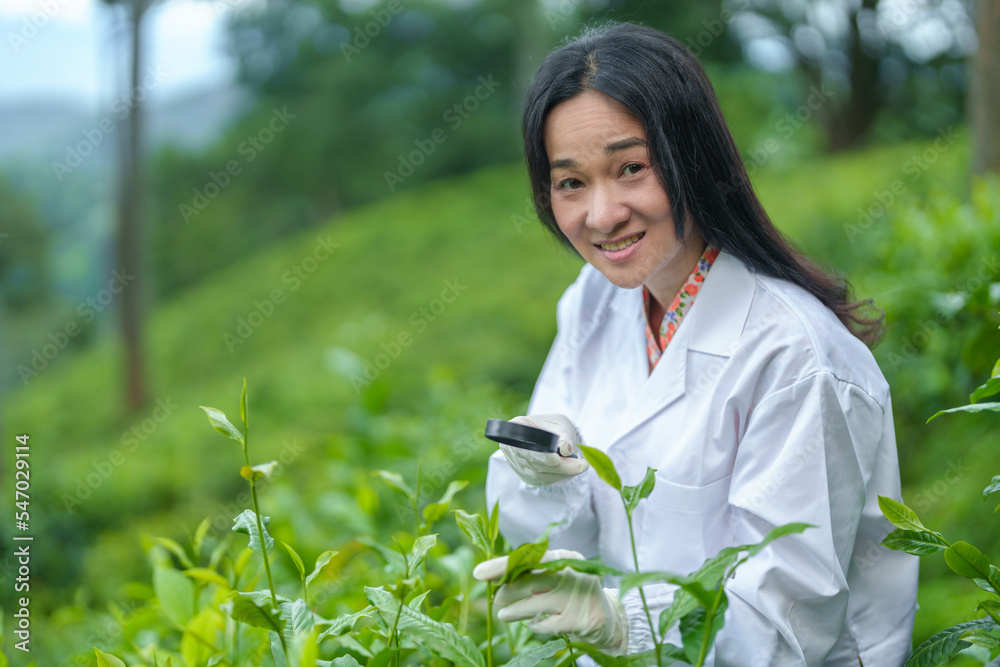 Researchers are checking the quality of tea leaves in tea plantations.Hand and tea leaves, soft tops of tea leaves ,Researcher hands on plants have tea leaves at hand and work files to check for work. Researchers are checking the quality of tea leaves in tea plantations.Hand and tea leaves, soft tops of tea leaves ,Researcher hands on plants have tea leaves at hand and work files to check for work.
