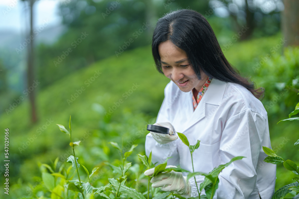 Researchers are checking the quality of tea leaves in tea plantations.Hand and tea leaves, soft tops of tea leaves ,Researcher hands on plants have tea leaves at hand and work files to check for work. Researchers are checking the quality of tea leaves in tea plantations.Hand and tea leaves, soft tops of tea leaves ,Researcher hands on plants have tea leaves at hand and work files to check for work.