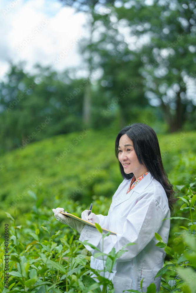 Researchers are checking the quality of tea leaves in tea plantations.Hand and tea leaves, soft tops of tea leaves ,Researcher hands on plants have tea leaves at hand and work files to check for work. Researchers are checking the quality of tea leaves in tea plantations.Hand and tea leaves, soft tops of tea leaves ,Researcher hands on plants have tea leaves at hand and work files to check for work.