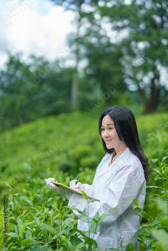 Researchers are checking the quality of tea leaves in tea plantations.Hand and tea leaves  soft tops of tea leaves  Researcher hands on plants have tea leaves at hand and work files to check for work.