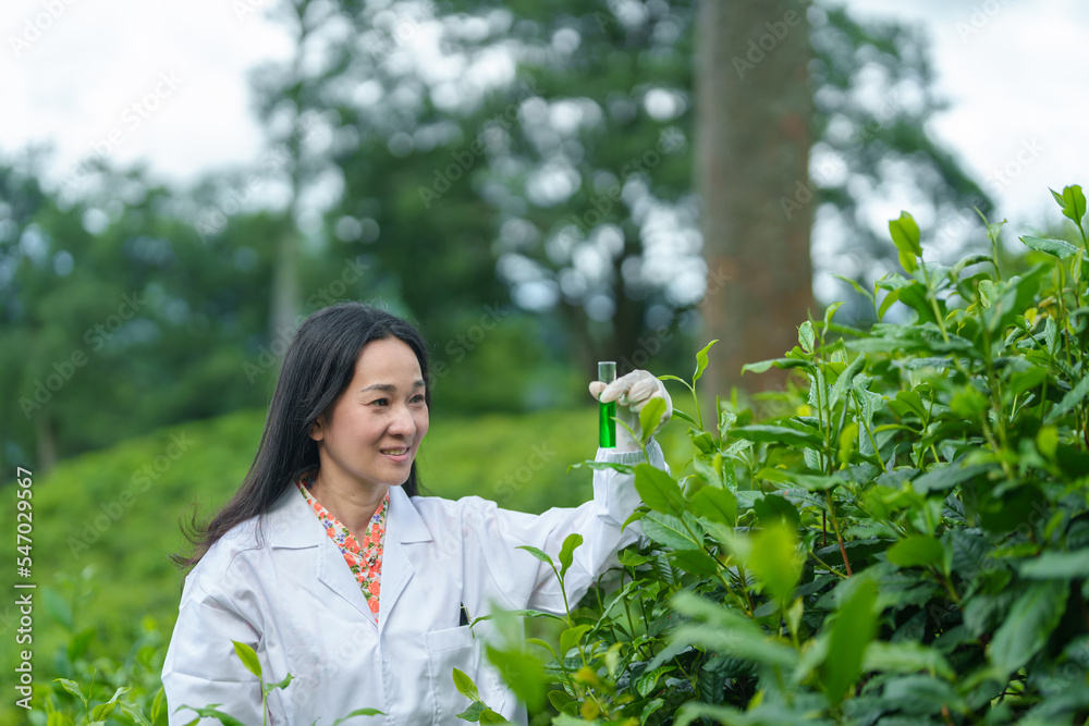 Researchers are checking the quality of tea leaves in tea plantations.Hand and tea leaves, soft tops of tea leaves ,Researcher hands on plants have tea leaves at hand and work files to check for work. Researchers are checking the quality of tea leaves in tea plantations.Hand and tea leaves, soft tops of tea leaves ,Researcher hands on plants have tea leaves at hand and work files to check for work.