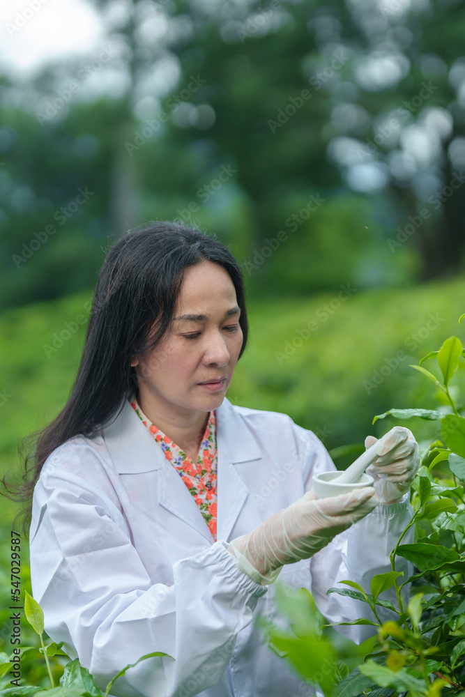 Researchers are checking the quality of tea leaves in tea plantations.Hand and tea leaves, soft tops of tea leaves ,Researcher hands on plants have tea leaves at hand and work files to check for work. Researchers are checking the quality of tea leaves in tea plantations.Hand and tea leaves, soft tops of tea leaves ,Researcher hands on plants have tea leaves at hand and work files to check for work.
