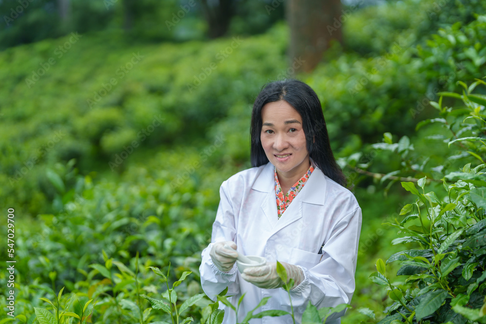 Researchers are checking the quality of tea leaves in tea plantations.Hand and tea leaves, soft tops of tea leaves ,Researcher hands on plants have tea leaves at hand and work files to check for work.