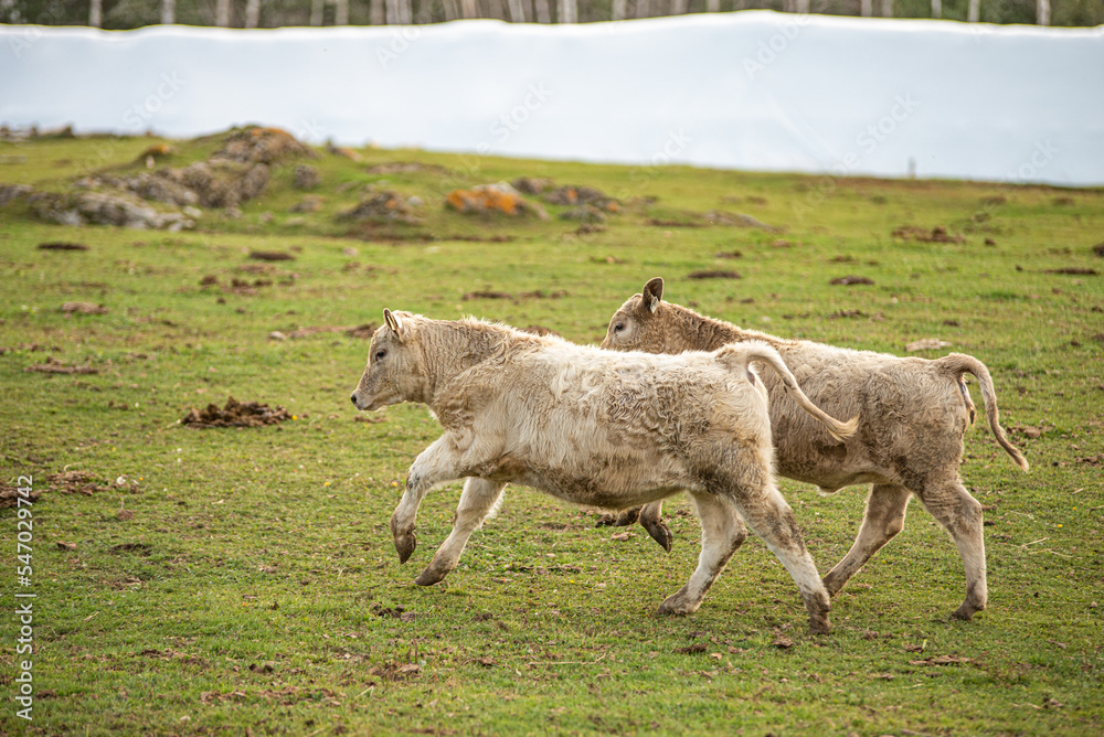 Charolais calves running in summer pasture Charolais calves running in summer pasture