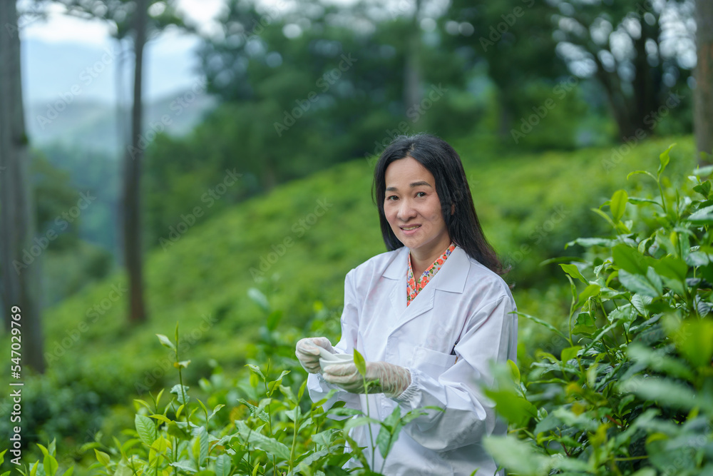 Researchers are checking the quality of tea leaves in tea plantations.Hand and tea leaves, soft tops of tea leaves ,Researcher hands on plants have tea leaves at hand and work files to check for work. Researchers are checking the quality of tea leaves in tea plantations.Hand and tea leaves, soft tops of tea leaves ,Researcher hands on plants have tea leaves at hand and work files to check for work.