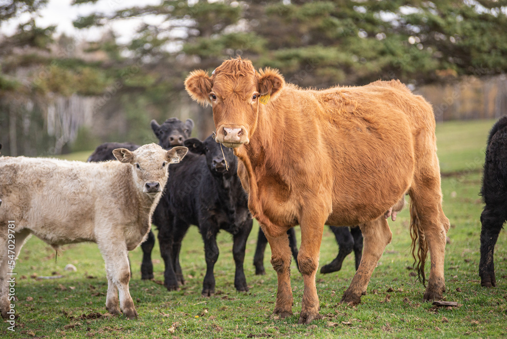 Mother cow and calves outsides in summer Mother cow and calves outsides in summer