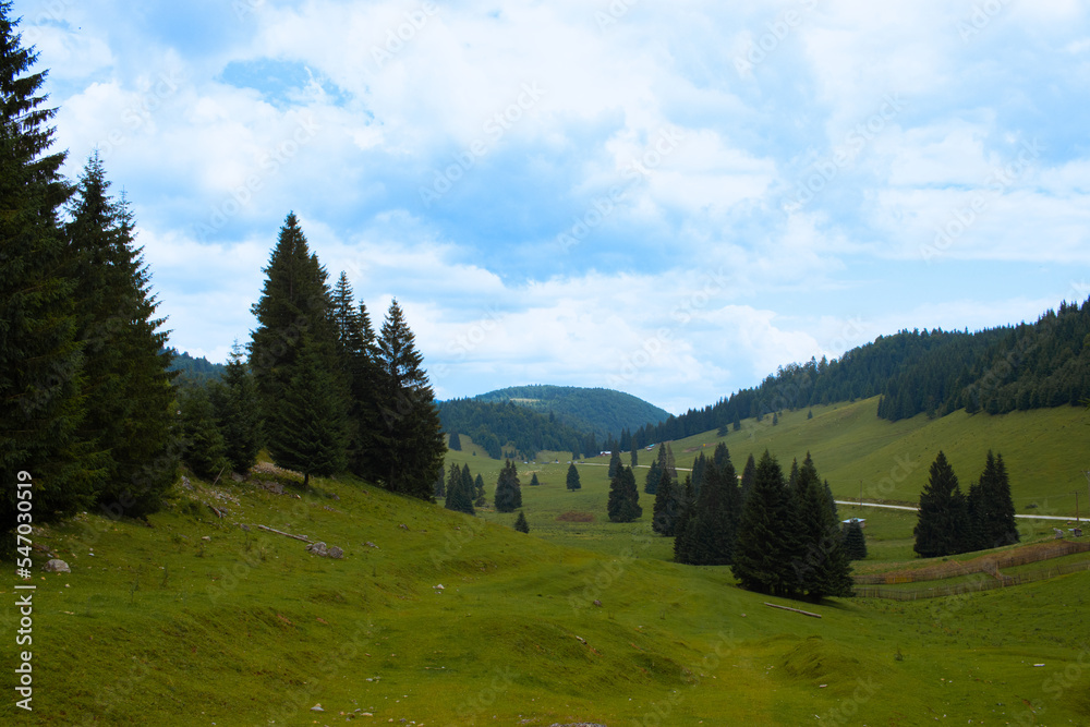 Green meadow with fir trees and a cloudy sky in the Apuseni Mountains, Padis, Bihor, Romania