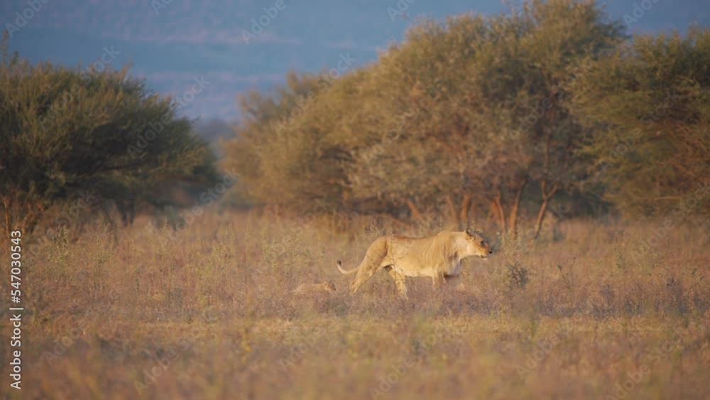 Lioness and her small cub marching through savannah grass at dusk. Lioness and her small cub marching through savannah grass at dusk.