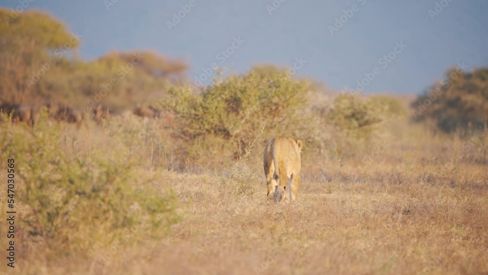Lioness and newborn cute lion cub walking in dry african savannah bush. Lioness and newborn cute lion cub walking in dry african savannah bush.