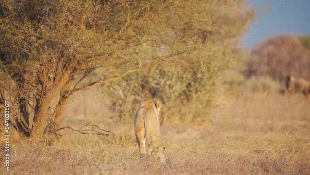 Rear view of lioness and her cub walking in savannah toward wildebeest. Rear view of lioness and her cub walking in savannah toward wildebeest.