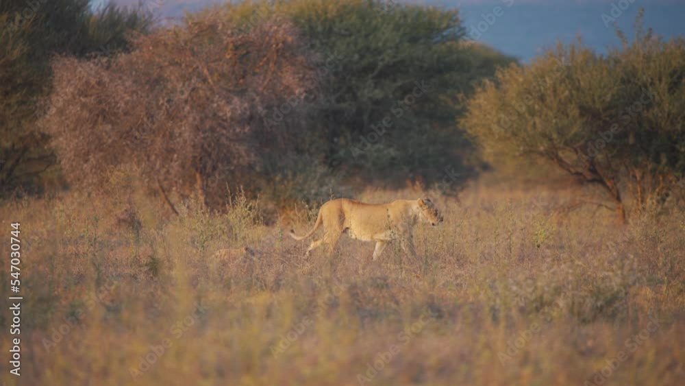 Lioness and her cute little cub walking in african savannah at dusk. Lioness and her cute little cub walking in african savannah at dusk.