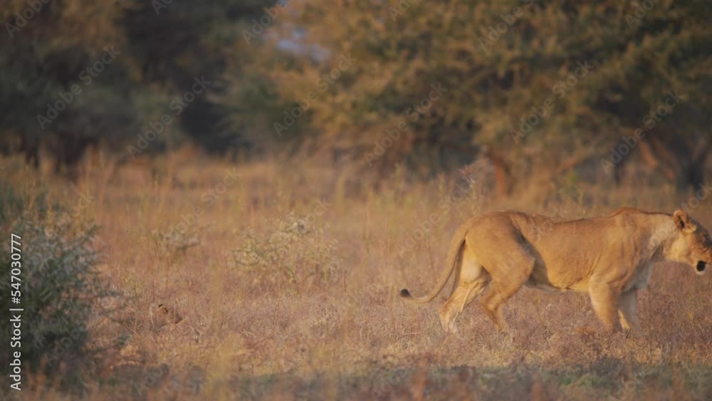 Lioness walking in savannah, her lion cub trotting behind her. Lioness walking in savannah, her lion cub trotting behind her.