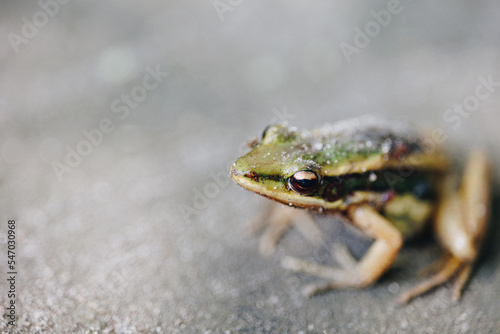Common Green Frog (Hylarana erythraea)