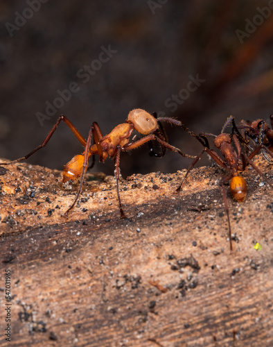 marabunda eciton hunting ants © Andres