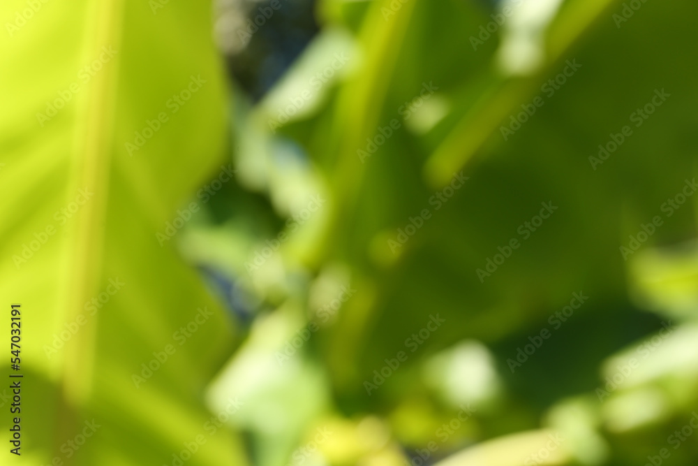 Blurred view of palm tree with lush green leaves Blurred view of palm tree with lush green leaves