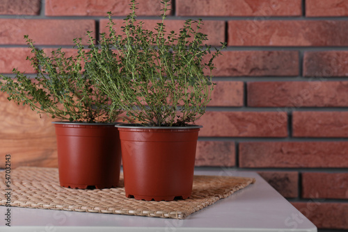 Aromatic green thyme in pots on white table near brick wall, space for text