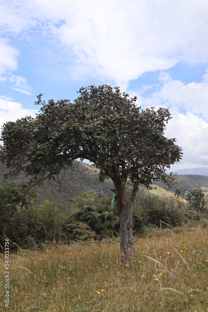 tree in the field