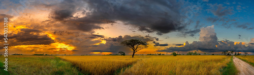 Panorama view of dark clouds in the sunset sky in day light over the yellow rice fields and trees on a farmland in rural Thailand.Ripe rice field and sky landscape on the farm. © noon@photo