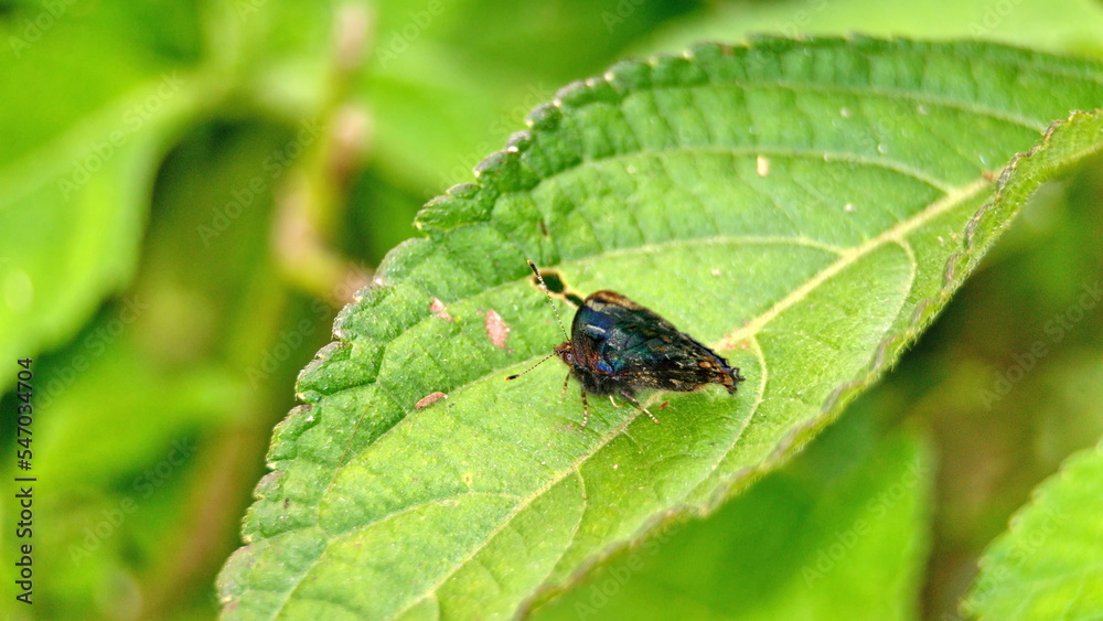 Iridescent blue butterfly on a leaf in the Intag Valley, outside of Apuela, Ecuador Iridescent blue butterfly on a leaf in the Intag Valley, outside of Apuela, Ecuador