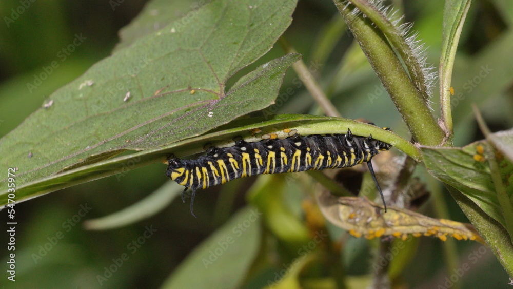 Monarch caterpillar on a milkweed plant in the Intag Valley, outside of Apuela, Ecuador Monarch caterpillar on a milkweed plant in the Intag Valley, outside of Apuela, Ecuador