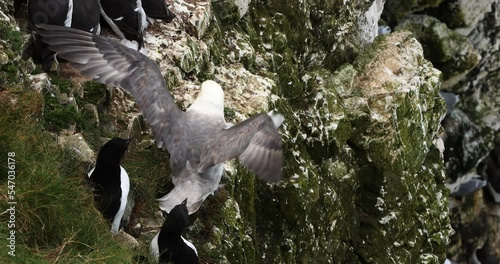 Fulmar bird landing on a cliff edge in Bempton cliffs, Yorkshire, United Kingdom photo