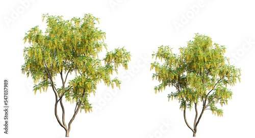 Fotografija Golden chain tree or laburnum trees and branches isolated