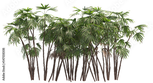 Bamboo Palm Tree cluster, chamaedorea Seifrizii leaf isolated	
 photo