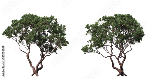 dr. hurd manzanita tree and branches isolated, Shrub, medium Tree  photo