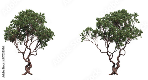 dr. hurd manzanita tree and branches isolated, Shrub, medium Tree  photo