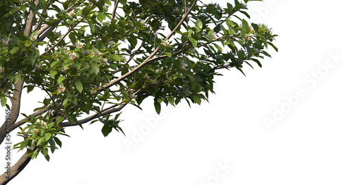 Fotografie Tropical tree leaves and branch foreground and background