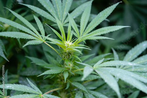 Foto Early trichome development on a homegrown cannabis plant