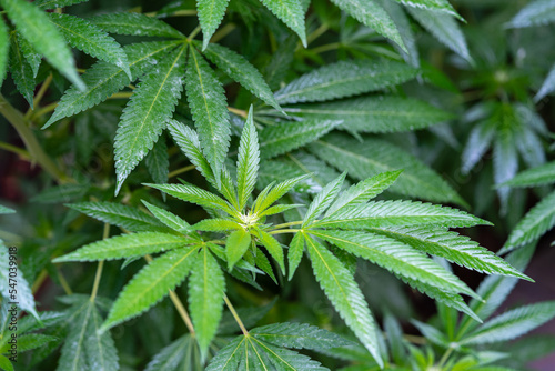A close shot of leaf clusters on a maturing cannabis plant
