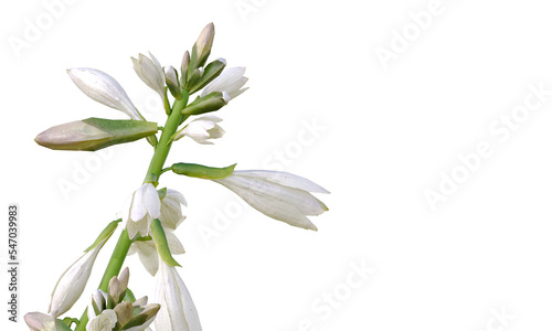 Rainforest Sunrise Hosta, Plantain Lily isolated photo