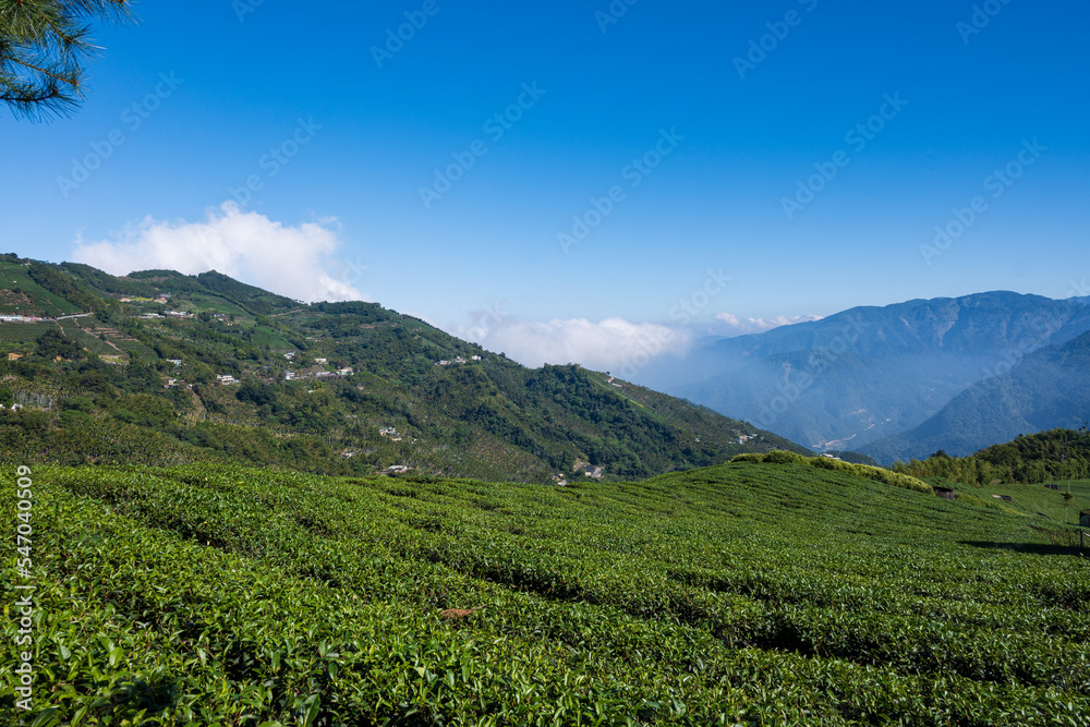 Natural scenery of high mountain tea plantation
