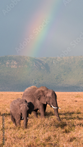 elephant in the rainbow