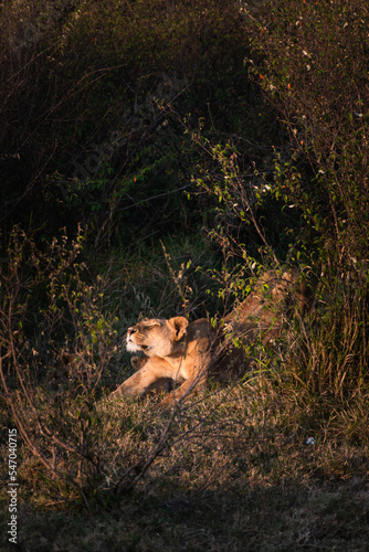 Lioness stretching in the morning light