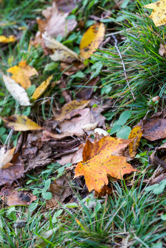 Maple leaf on the ground
