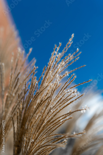 Grass in the wind with a blue sky
