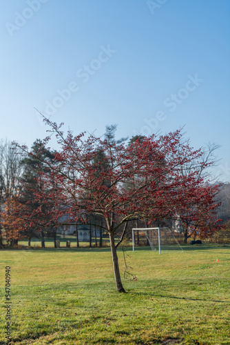 tree in the park