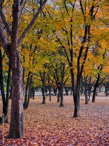 Vertical shot of several trees in a park. The leaves are in the middle of the color transition of Autumn.