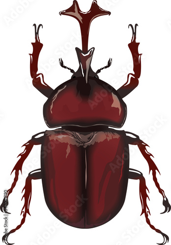 赤カブトムシ Red beetle