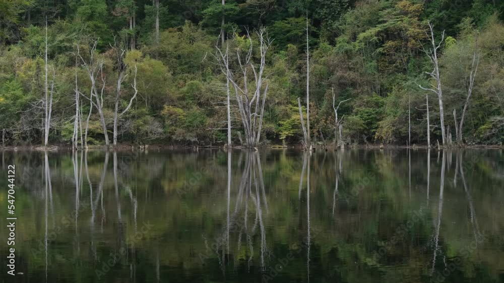 自然湖の立木 自然湖の立木
